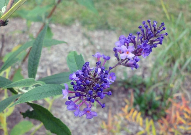 Fall wild flowers