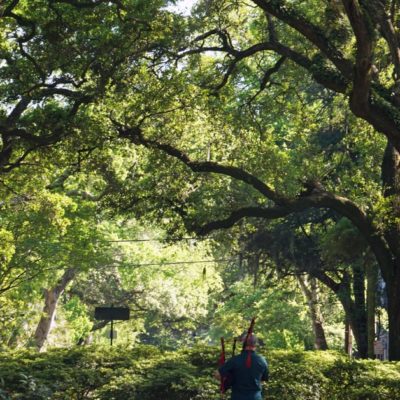 A dance with Live oaks in Savannah
