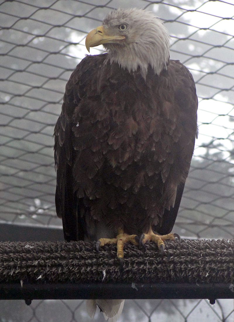 Rescued Bald Eagle