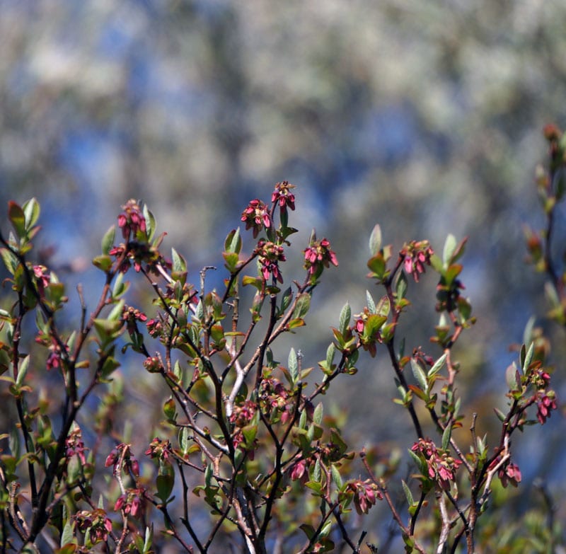 blooms in Shadmoor State Park