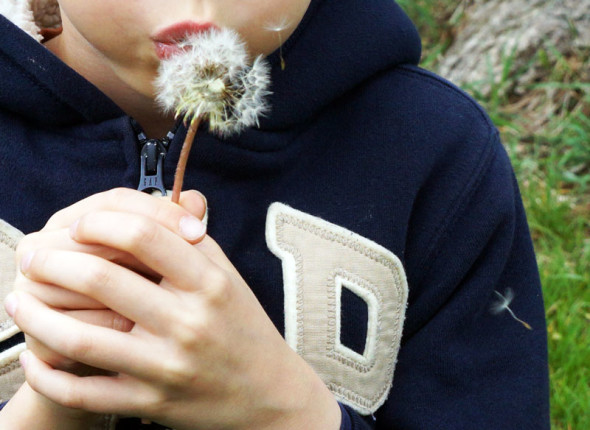 child blowing dandelion clock