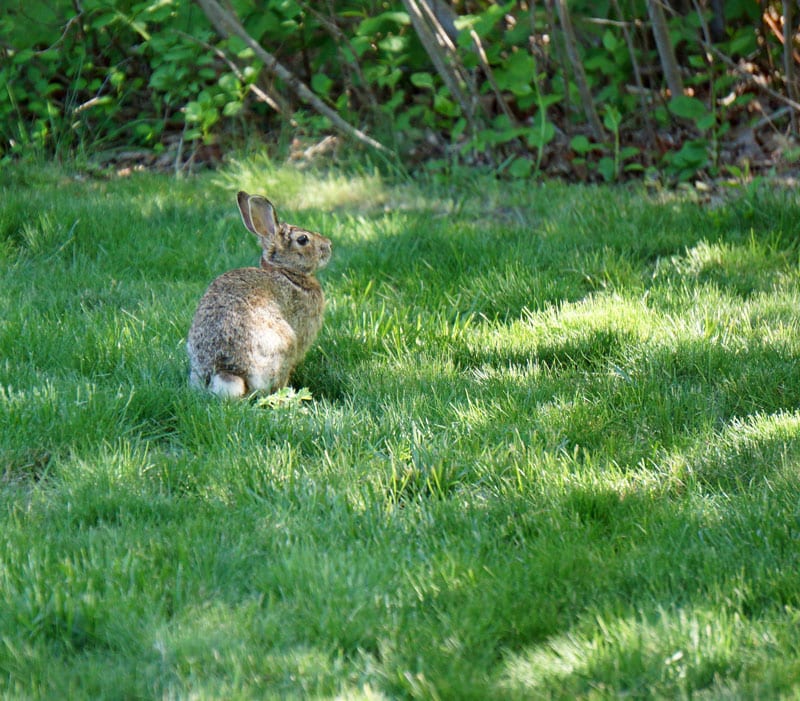 wild rabbit at SOFO