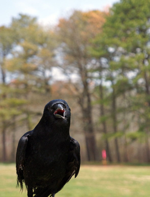 Rescued American crow