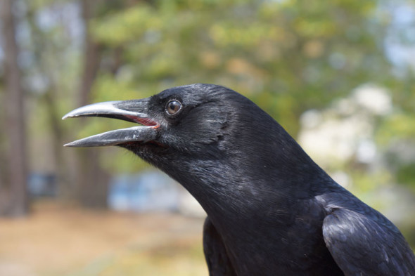 Profile of crows face and beak