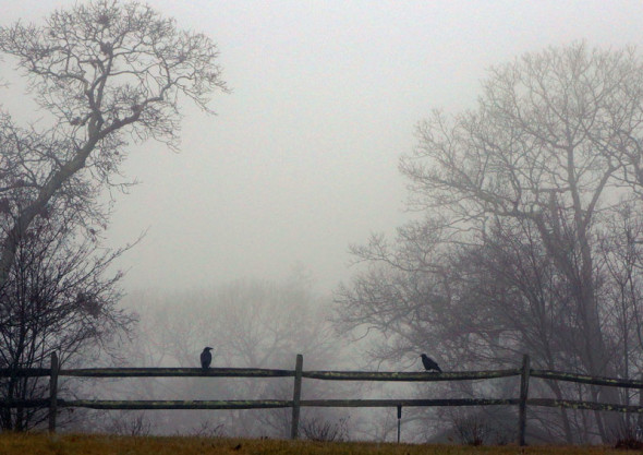 crows sitting on fence in mist