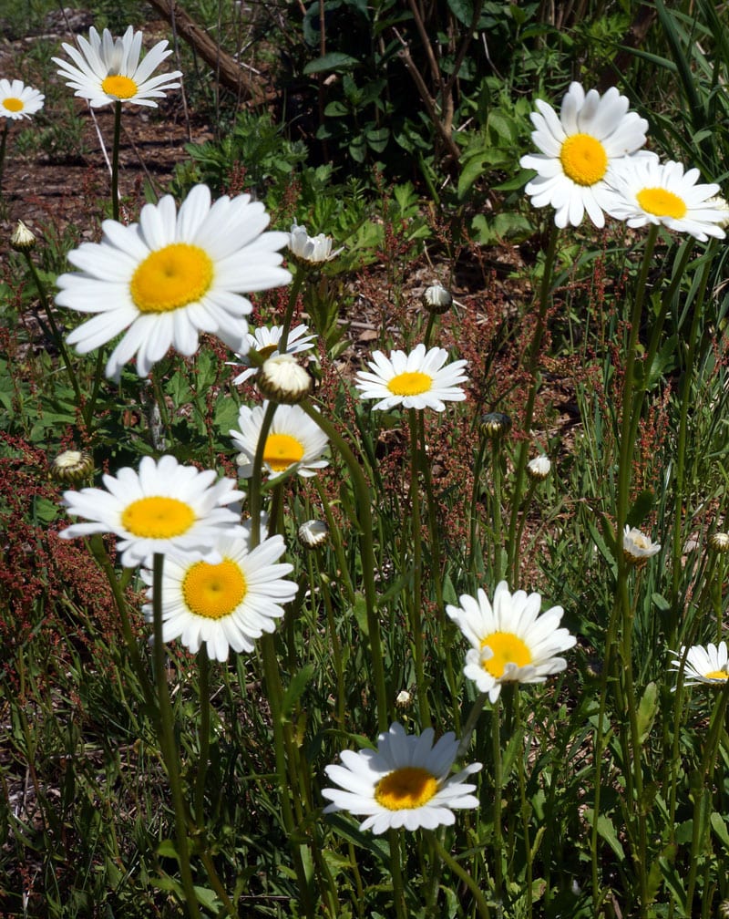 Spring daisies