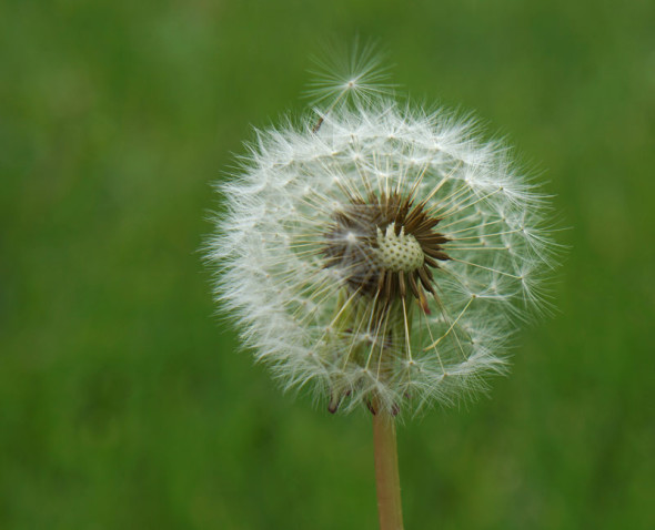 Dandelion clock