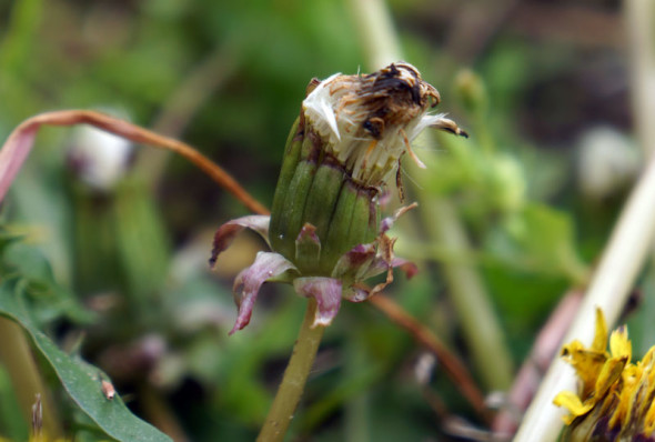 Dandelion floret turning into seed puff ball