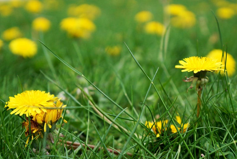 dandelions