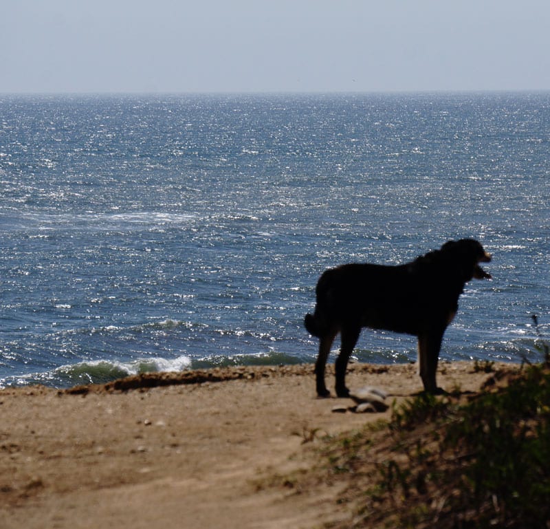 Dog on bluff in Shadmoor State Park