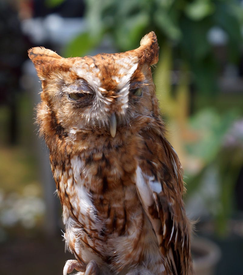 Eastern Screech Owl at Wildlife Rescue Center Hamptons
