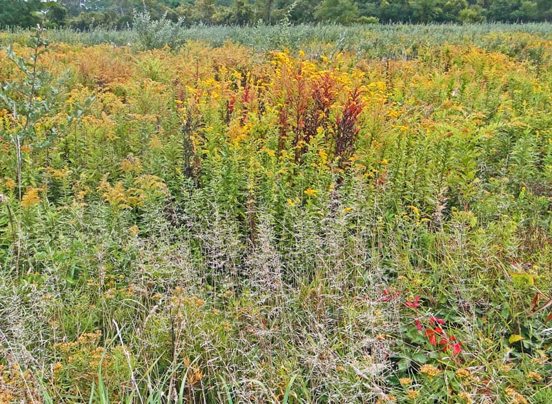 Fall colors in SOFO Old Field