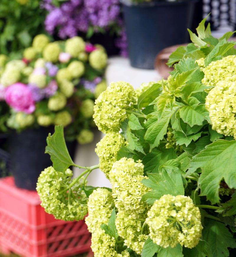 flower stand local farmers market