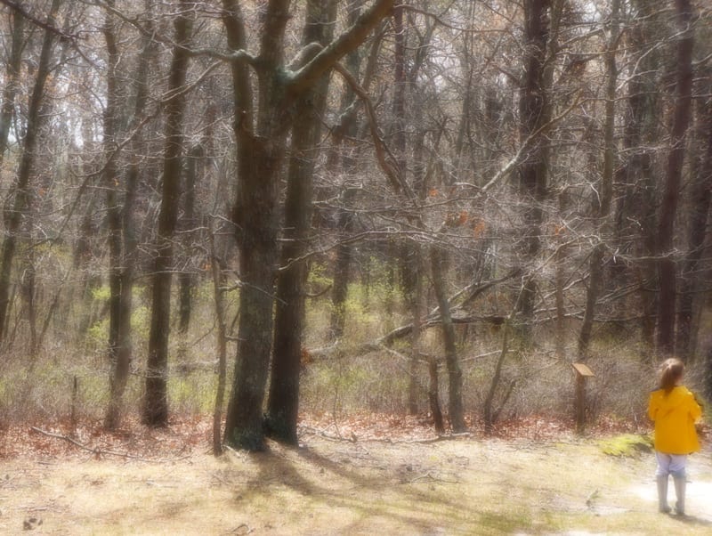 young nature detective in Pitch Pine and Oak forest