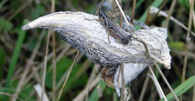 Grasshopper on milkweed seed pod