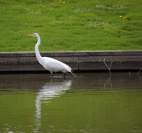 Great Egret in Town Pond in East Hampton NY