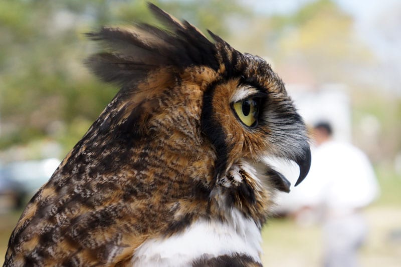 profile Great Horned Owl
