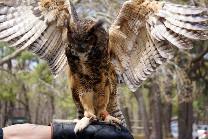 Great Horned Owl Wildlife Rescue Center of the Hamptons