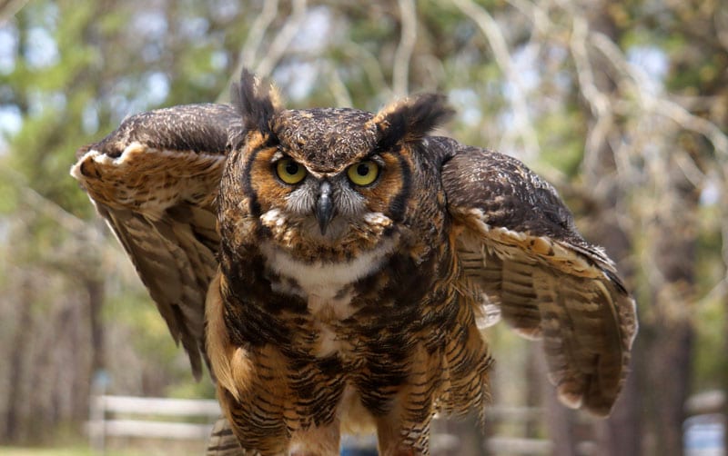 Great Horned Owl at Wildlife Rescue Center in the Hamptons