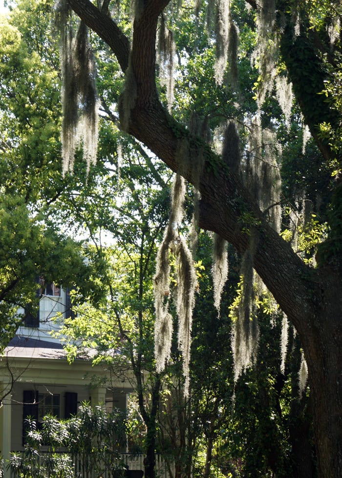 spanish moss or hanging moss