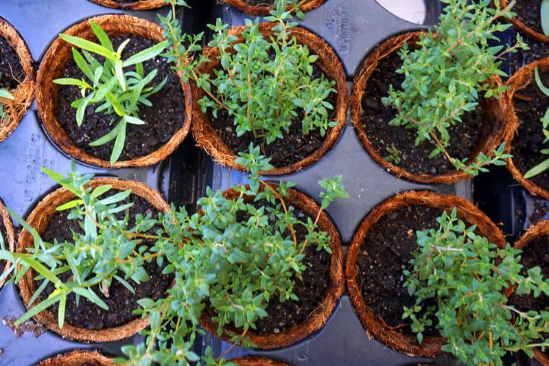 pot of herbs at Hampton's farmer's market