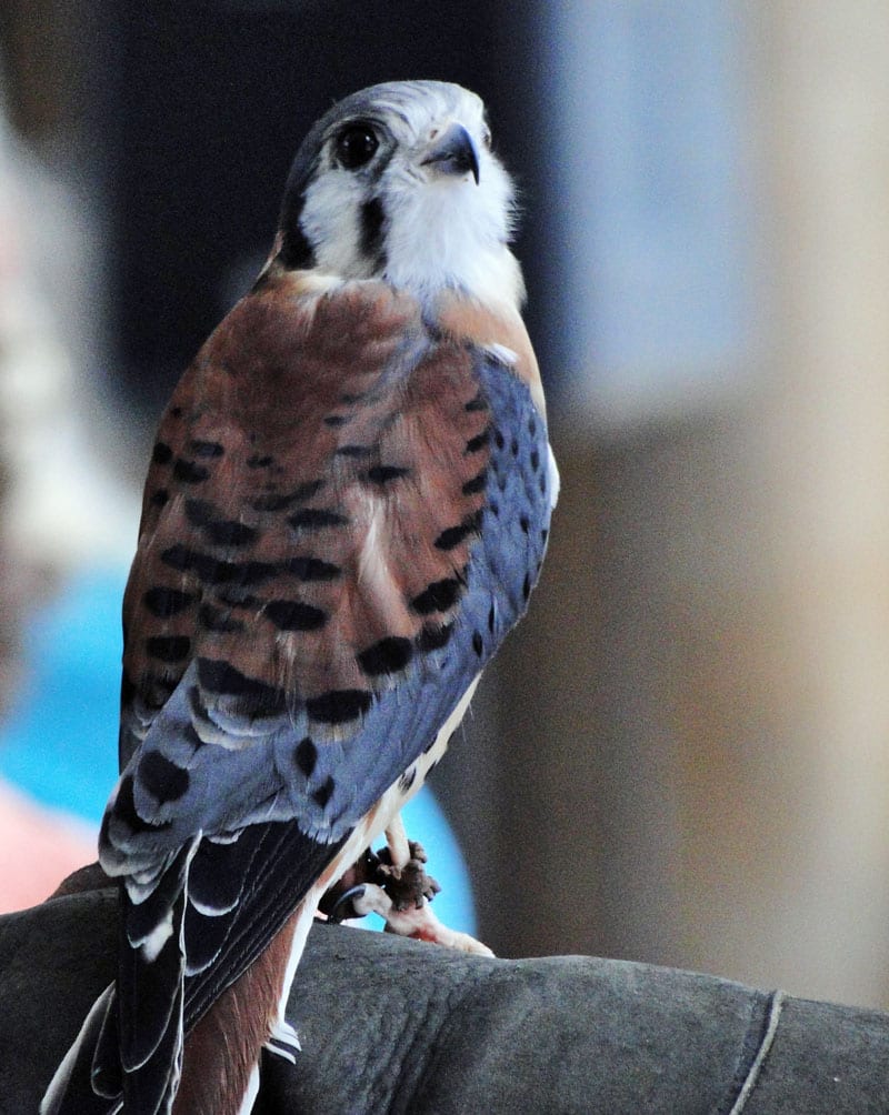 Feathers on the back of the American Kestrel