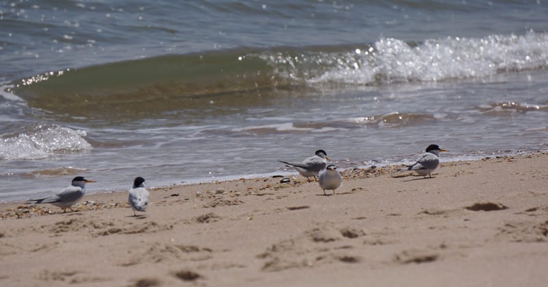 Least Terns on Main Beach East Hampton Village