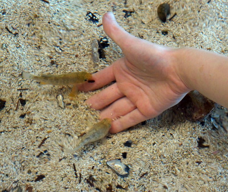 Fish nibbling fingers