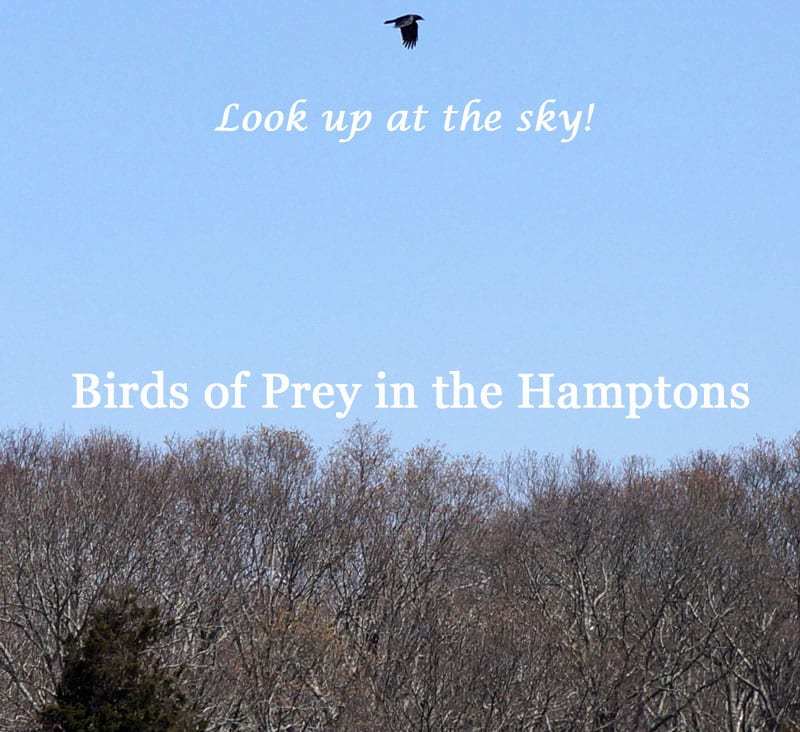 Birds of Prey in the Hamptons