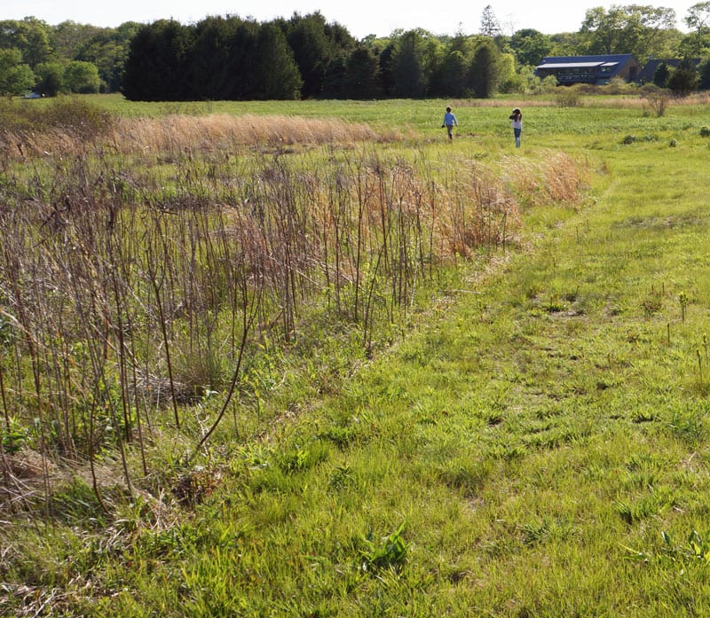 in field behind SOFO museum