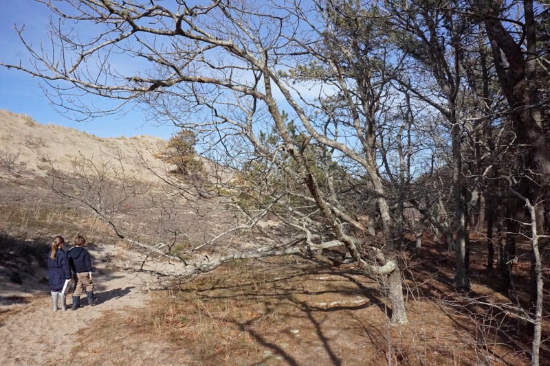 Path between forest and Walking Dune Montauk