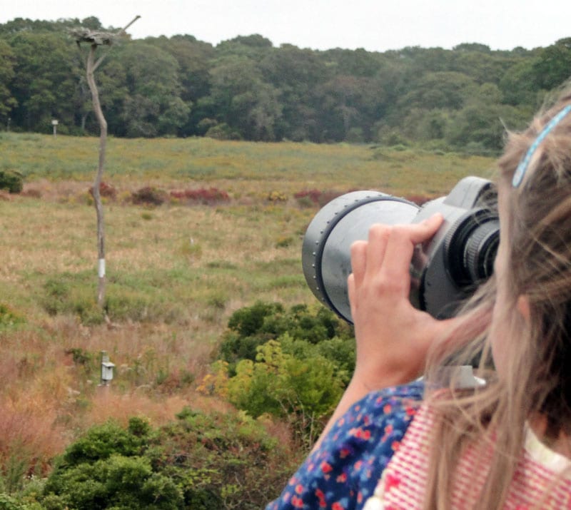 Looking at Osprey nest with telescope