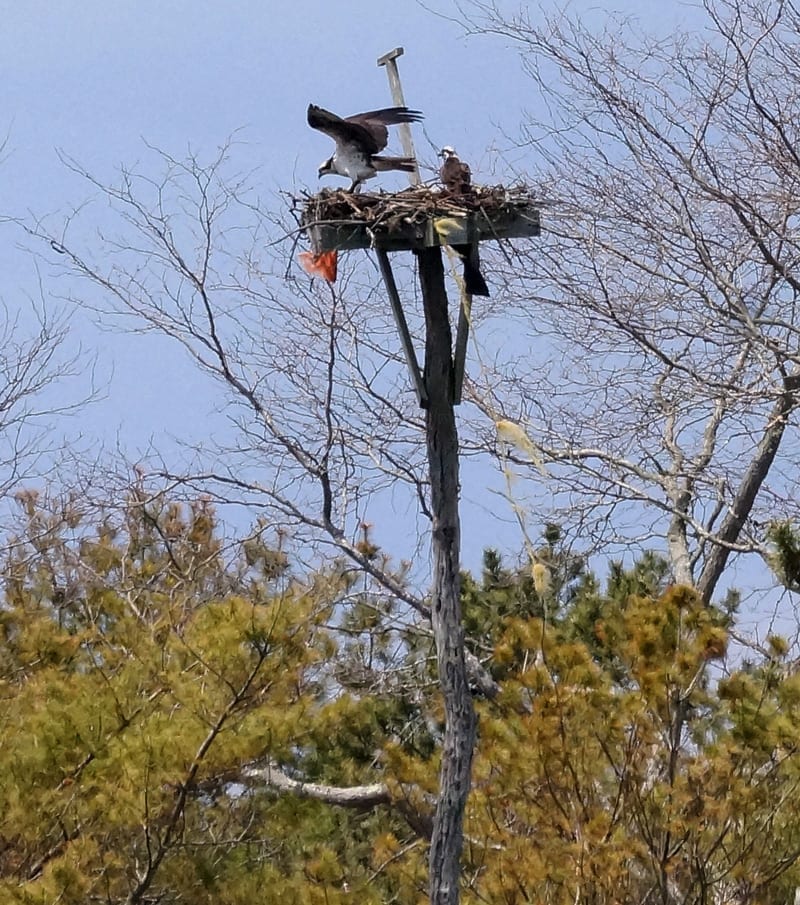 Osprey on nest pole