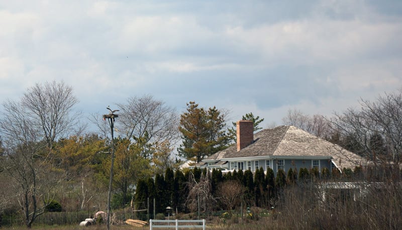 osprey in nest by house in Watermill