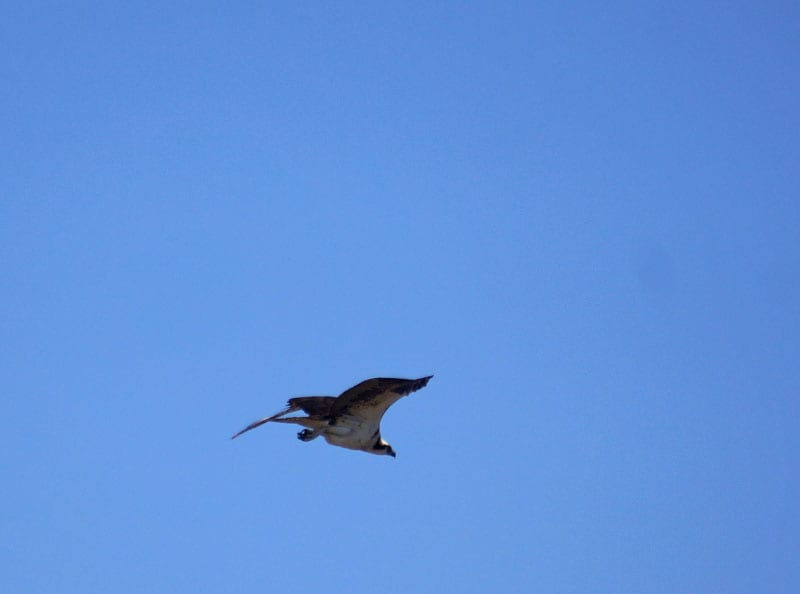 Osprey in sky