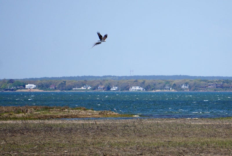 Osprey flying with nest material