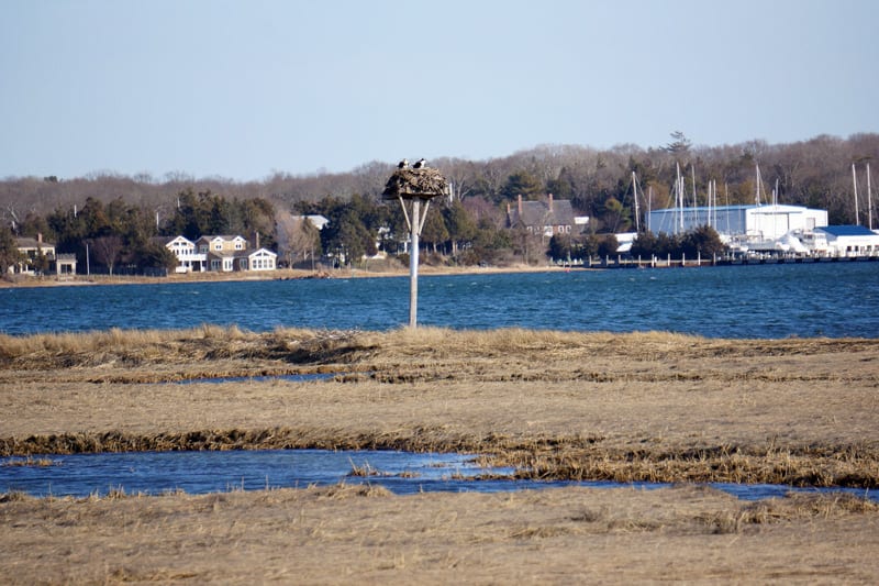 Ospreys in Sammy's Beach Reserve