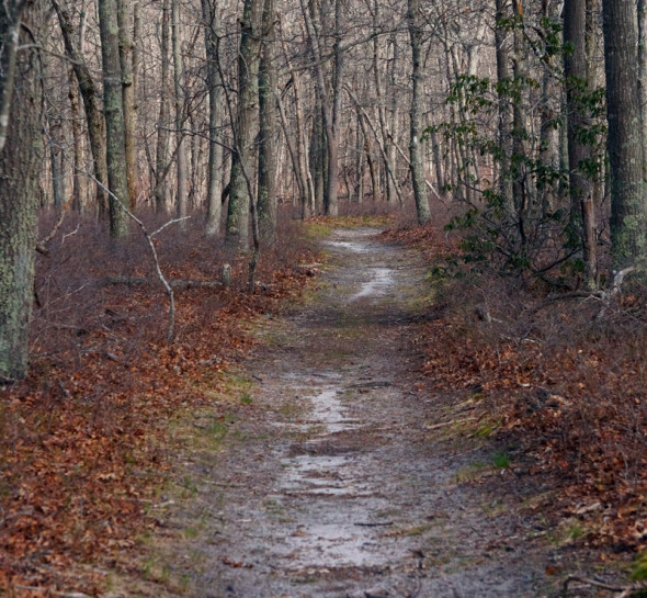Path in Long Pond Greenbelt