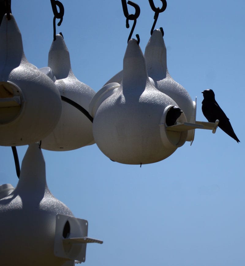 Purple Martins in nest pods