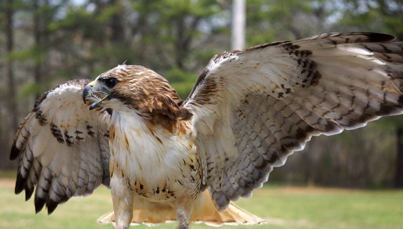 Red Tailed Hawk with wings open