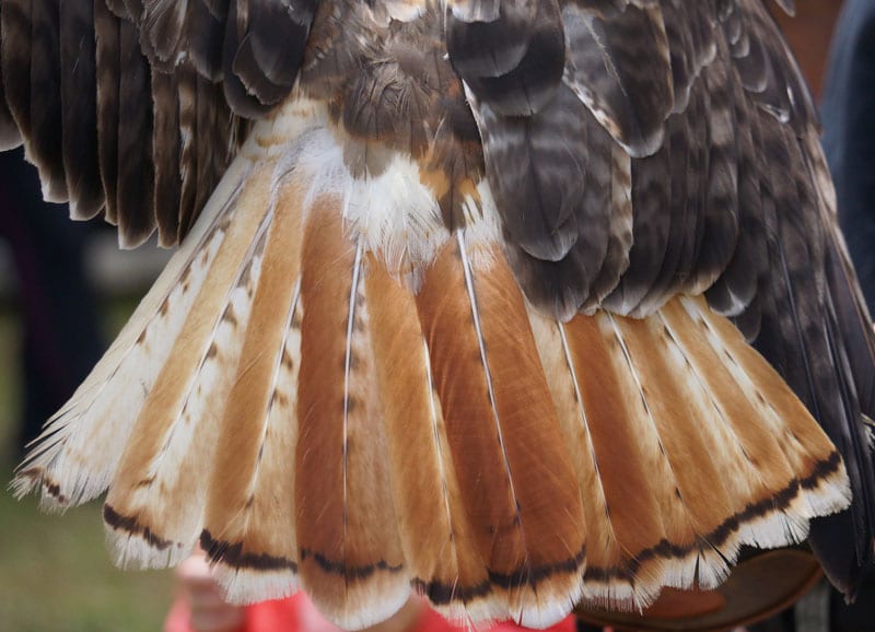 tail feathers Red Tailed Hawk