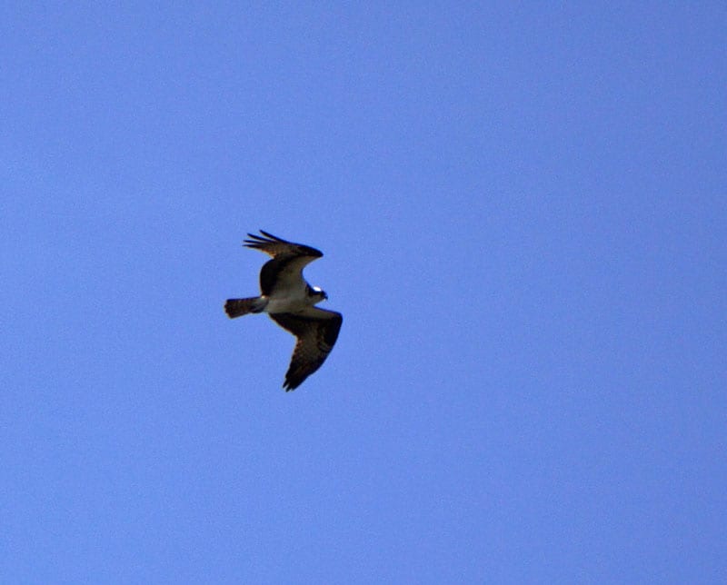 red tailed hawk in sky