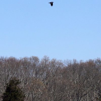 red tailed hawk above trees