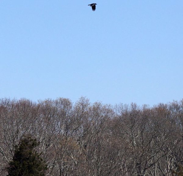 red tailed hawk above trees