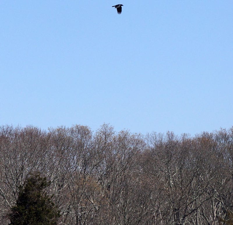 red tailed hawk above trees