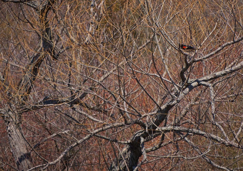 SOFO Hamptons red-winged blackbird