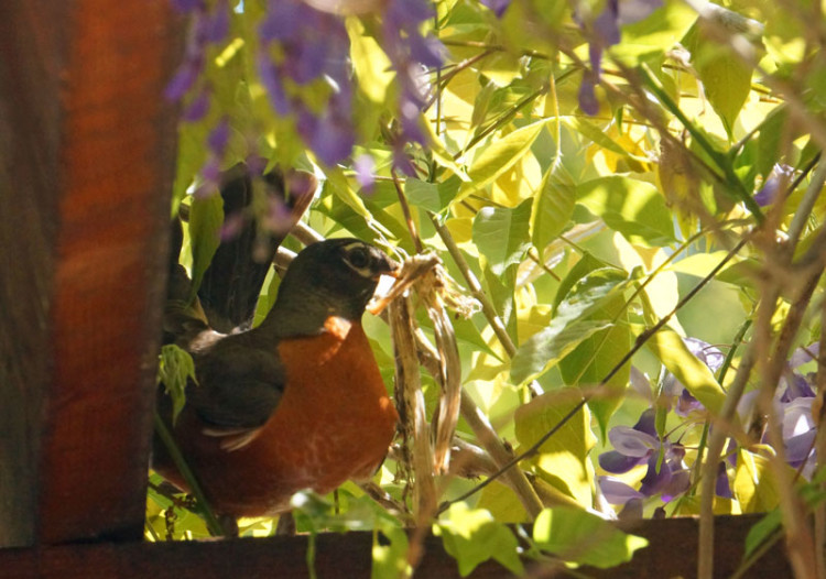 robin building nest