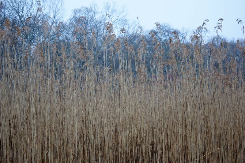 Dennistoun Bell Park, Amagansett