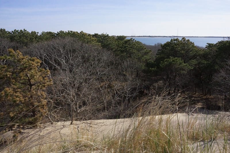 Sand Forest Bay at The Walking Dunes