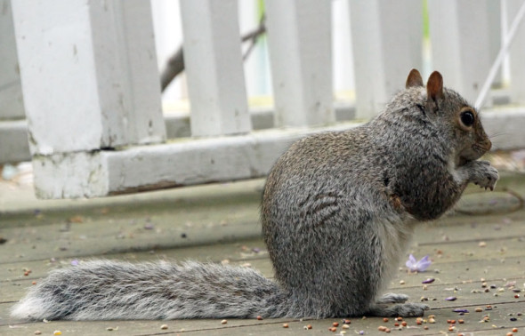 Squirrel eating seeds